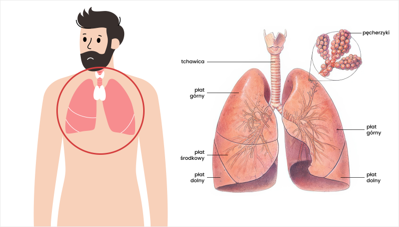 Rak płuca ¬– lokalizacja anatomiczna
