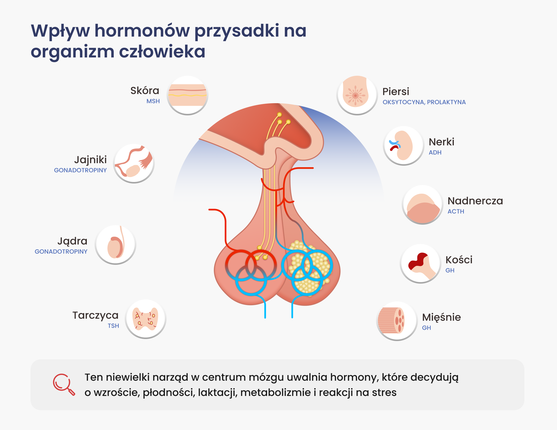 Wpływ hormonów przysadki na organizm człowieka