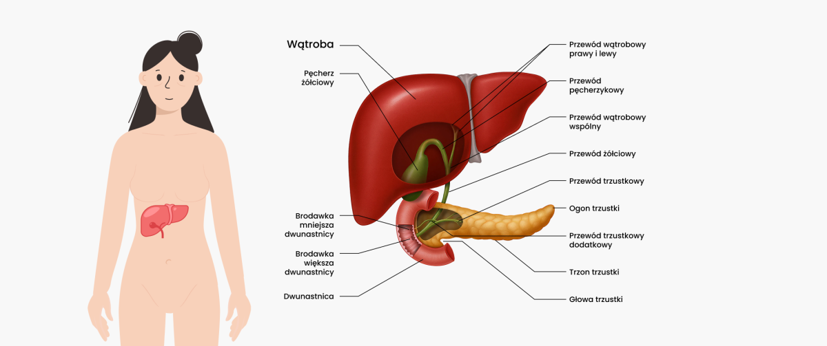 Schemat – wątroba i trzustka