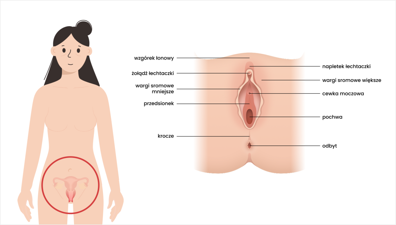 Schemat anatomiczny sromu. Widok z przodu żeńskich narządów płciowych zewnętrznych z oznaczeniem ich części oraz lokalizacją w obrębie miednicy.