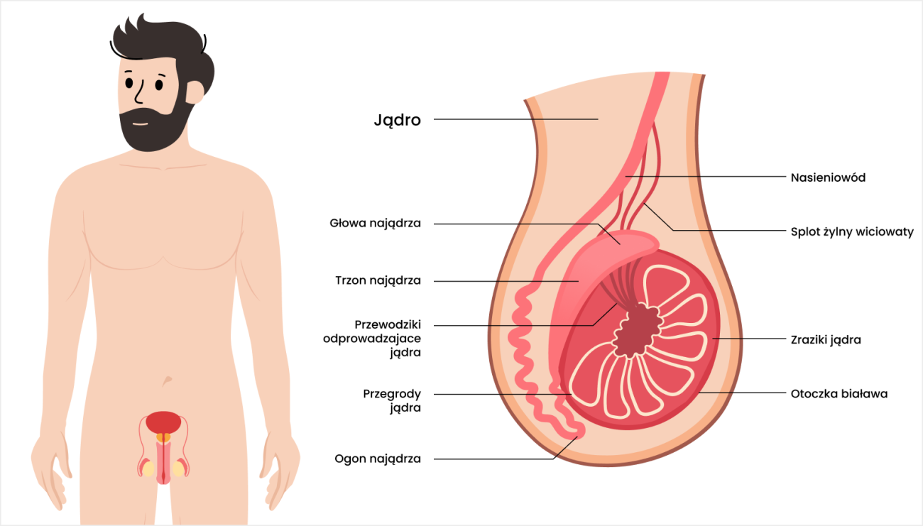 schemat budowy jądra