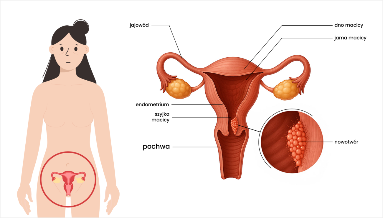 schemat budowy pochwy