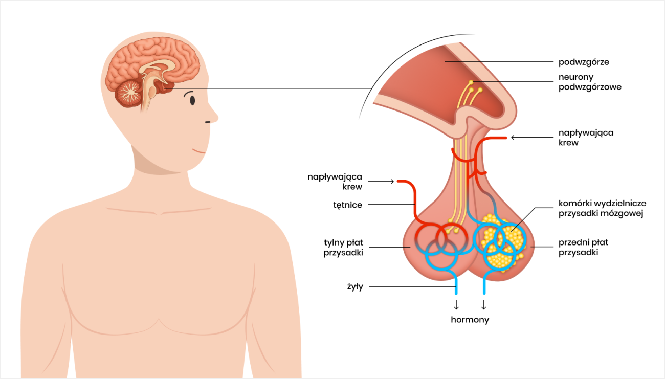 schemat przysadki mózgowej
