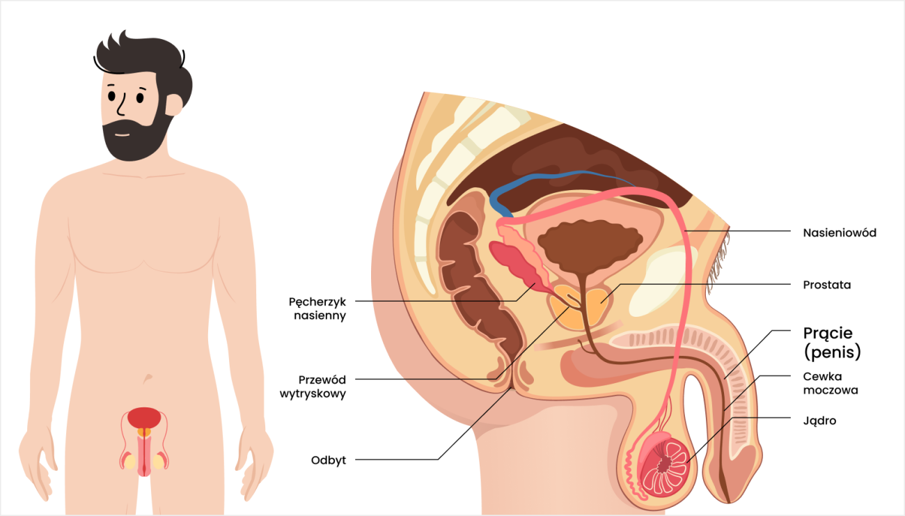 schemat budowy prącia