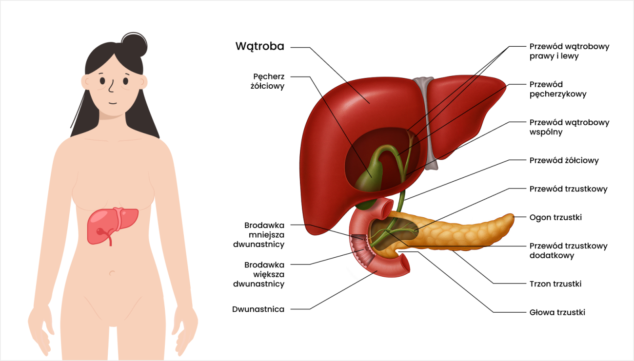 schemat budowy wątroby