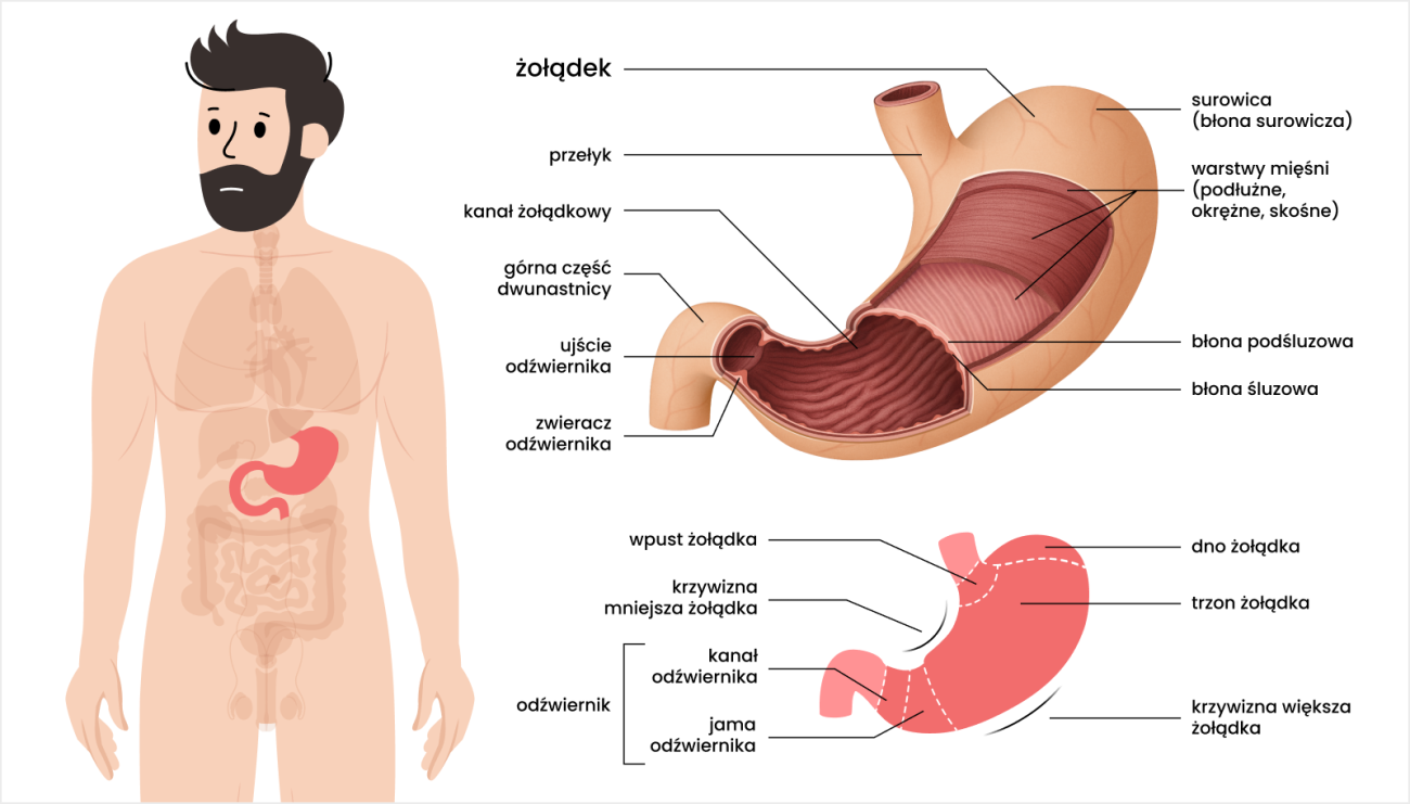 Schemat żołądka i jego położenia w ciele. Zaznaczona budowa żołądka oraz jego główne części i warstwy ściany.